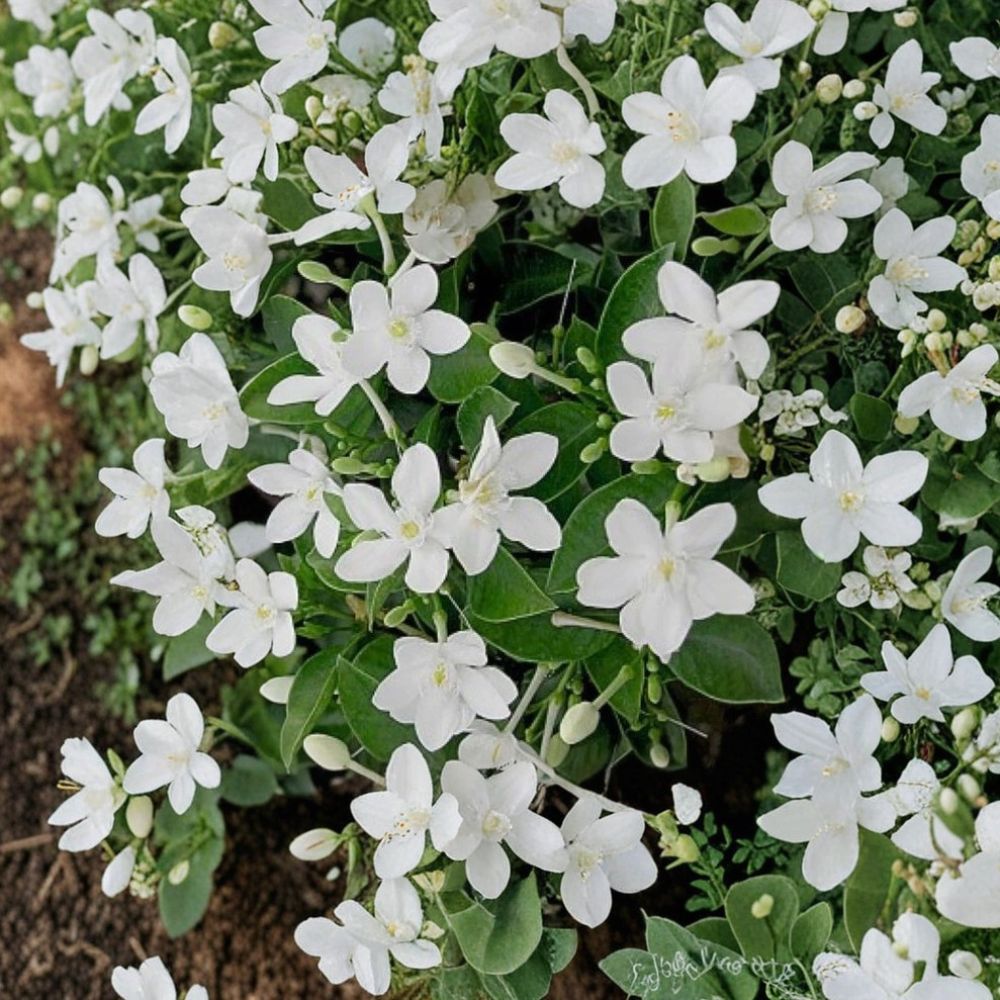 Asian Snow Jasmine Live Starter Plant – 2–8 Inch Rooted Wrightia antidysenterica Tropical Houseplant with Fragrant White Blooms