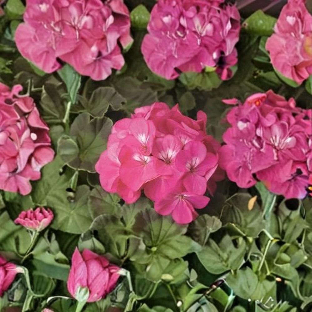 Geranium Pinto Premium Rose Deep Seeds – 1,000 Pelargonium Garden & Pot Plant Variety for Bright Blooms
