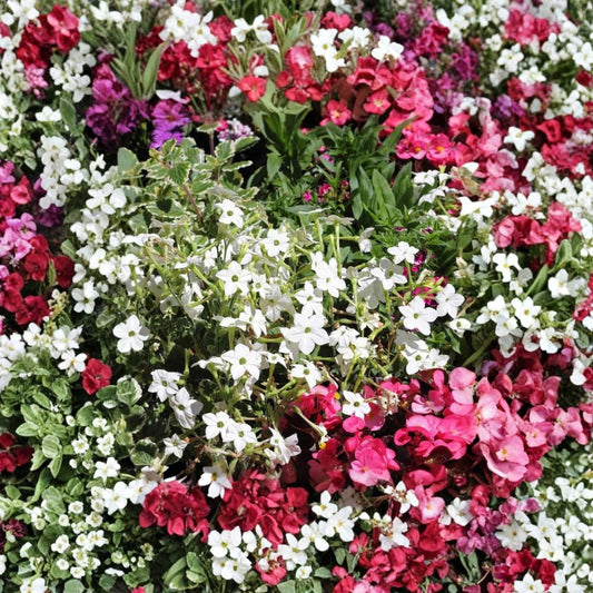 Nicotiana Alata Seeds 500 – White Jasmine Flowering Tobacco, Fragrant Night-Blooming Ornamental Garden Seeds, Non-GMO