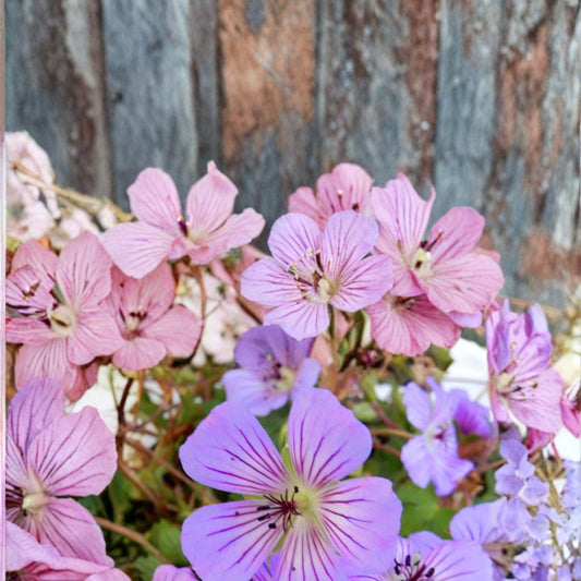 Magical Joy Geranium Seeds – 25+ Premium Flower Seeds for Vibrant Garden Blooms, Patio & Balcony Containers, Easy to Grow