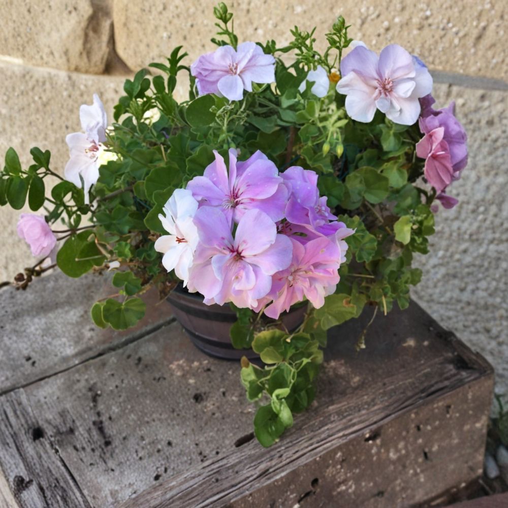 Double Soft Pink Ivy Geranium Cuttings – 8 Fresh Pelargonium Trailing Pink Geraniums for Rooting and Garden Decor
