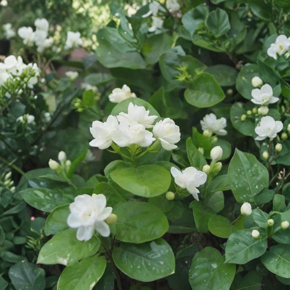 Arabian Jasmine Seeds – Jasminum sambac – 10 Seeds – Fragrant White Flowers – Indoor & Outdoor Ornamental Plant