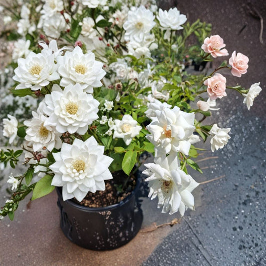 Iceberg Floribunda Rose – Live Bush Plant in 3 Gallon Pot, Pure White Blooms, Repeat Flowering, Rosa