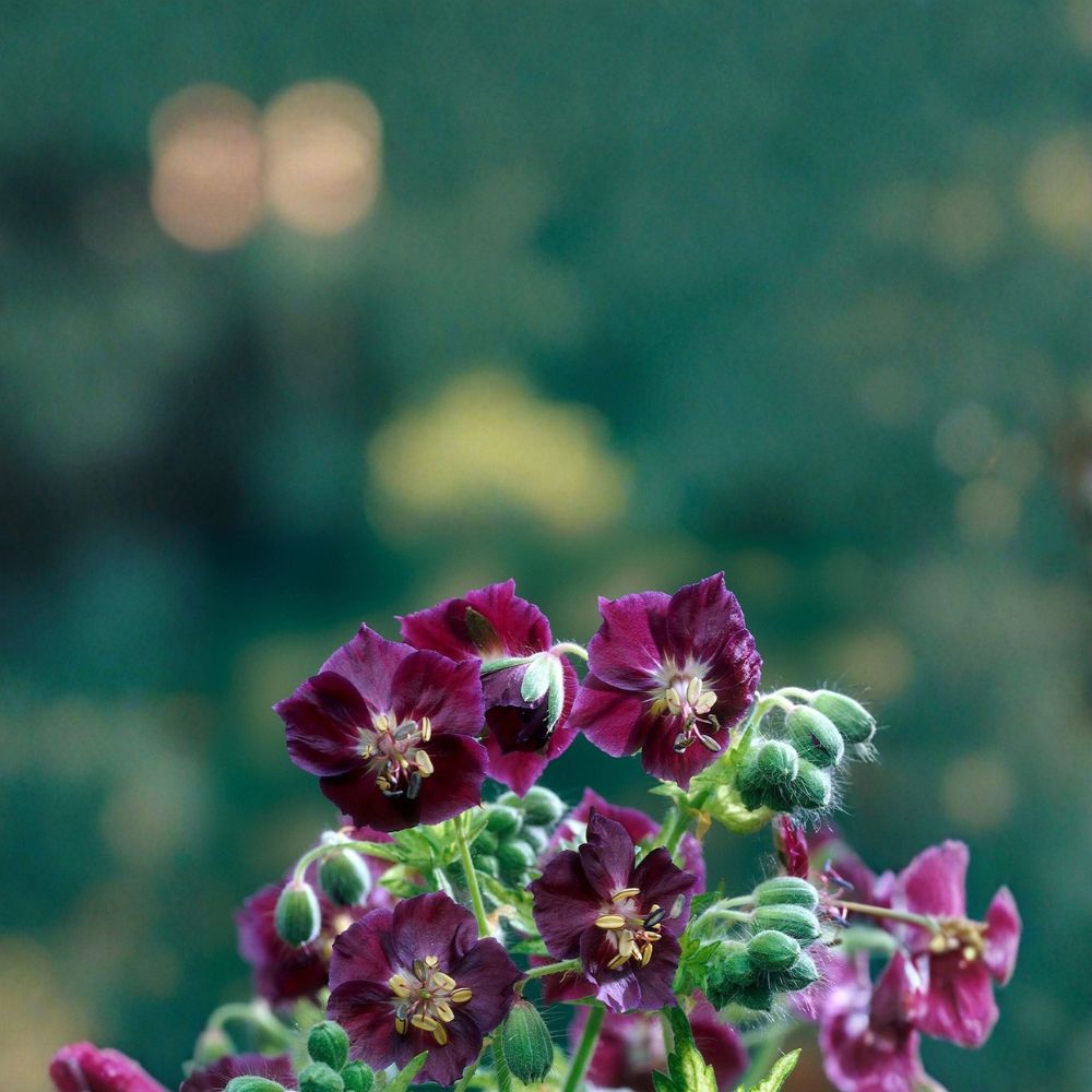 Springtime Geranium Seeds – Pelargonium Flower Seeds, 25+ Seeds, Vibrant Garden Blooms, Patio & Container Friendly, Easy to Grow