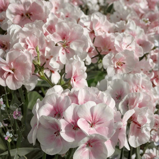 Maverick Appleblossom Geranium Seeds – Pelargonium x hortorum Soft Pink & White Blooms, Patio & Garden, Easy to Grow, 25+ Seeds