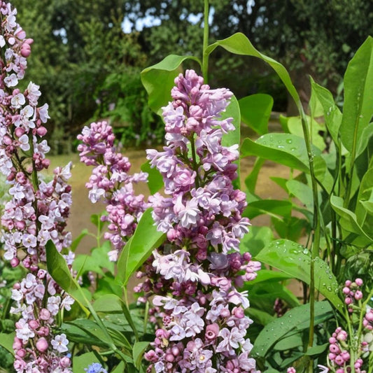 Katherine Havemeyer Lilac Live Plant | Double Pink French Lilac | Fragrant Spring Flowering Shrub | Potted 3 Ft Tall