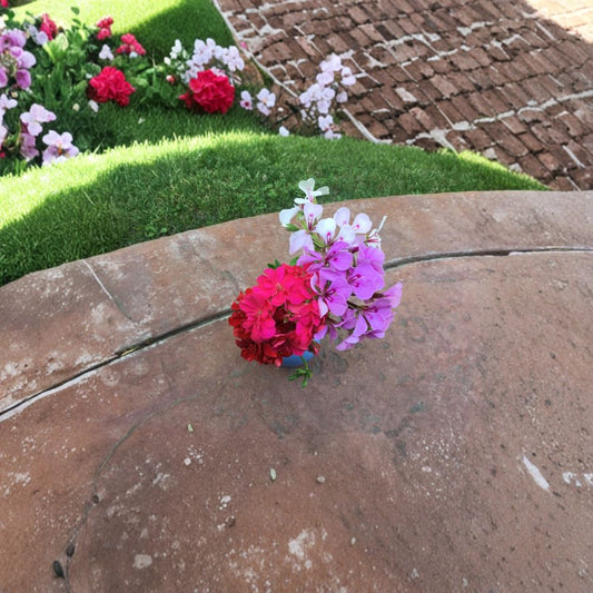 Mixed Ivy Geranium Cuttings – 9 Pelargonium Trailing Plant Propagation Collection in Four Colors