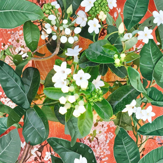 Madagascar Jasmine Seeds – Stephanotis floribunda, Fragrant Wedding Flower Vine, Tropical Climbing Plant, 50 Seeds