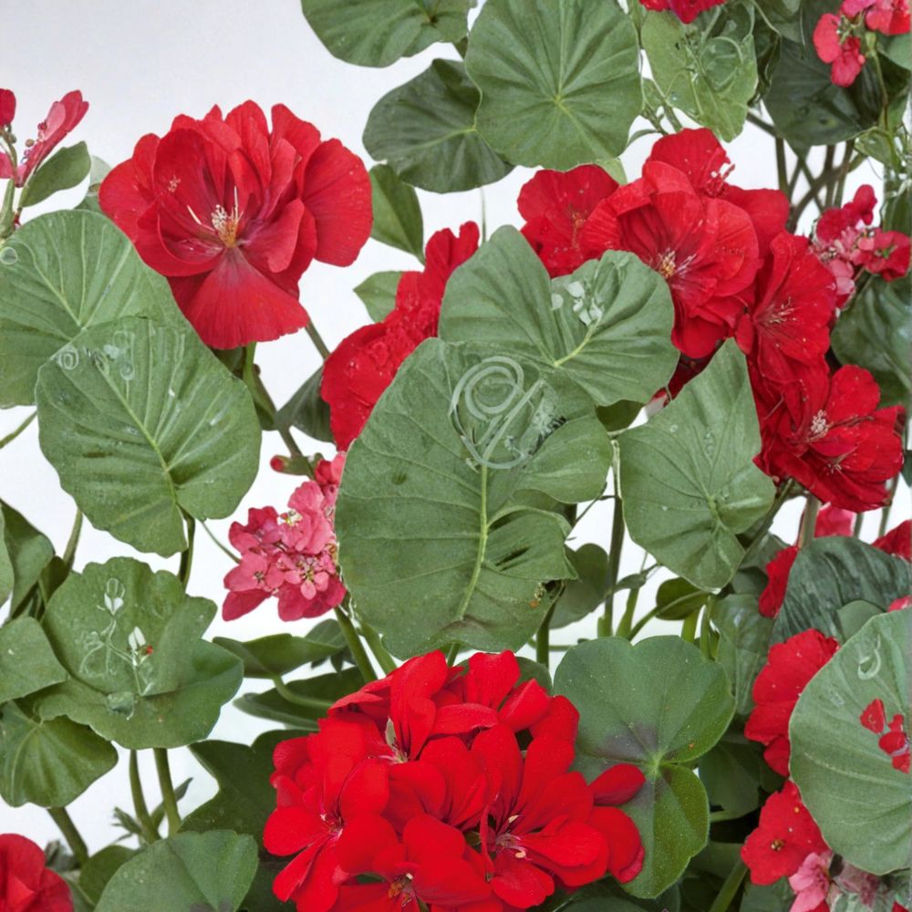 Geranium Seeds – Precision Scarlet Red Ivy Leaf Pelargonium peltatum – Trailing Red Blooms for Hanging Baskets & Patio