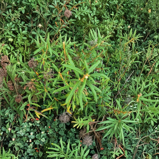 Labrador Tea Live Plant – Rhododendron groenlandicum Wild-Harvested Rhizome, Cold Hardy Native Shrub for Acid Soil Gardens