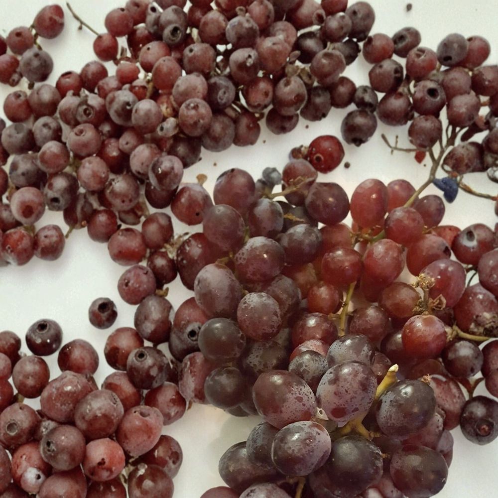 Red Globe Grape Vine – Live Fruit Plant in 1 Gallon Pot, Self-Fertile Red Grapes, "Do It All" Vineyard, Easy to Grow Home Garden Plant