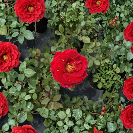 Mr. Lincoln Hybrid Tea Rose – Live Bush Plant, Deep Red Blooms, Fragrant Classic Rose, Garden & Landscape Favorite, Rosa