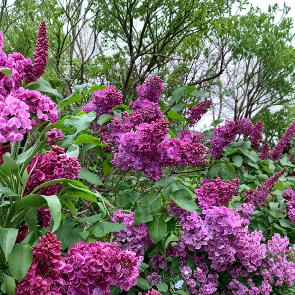 Charles Joly French Lilac Live Plant | 3 Ft Potted | Double Dark Red Flowers | Syringa vulgaris ‘Charles Joly’ | Fragrant Spring Shrub