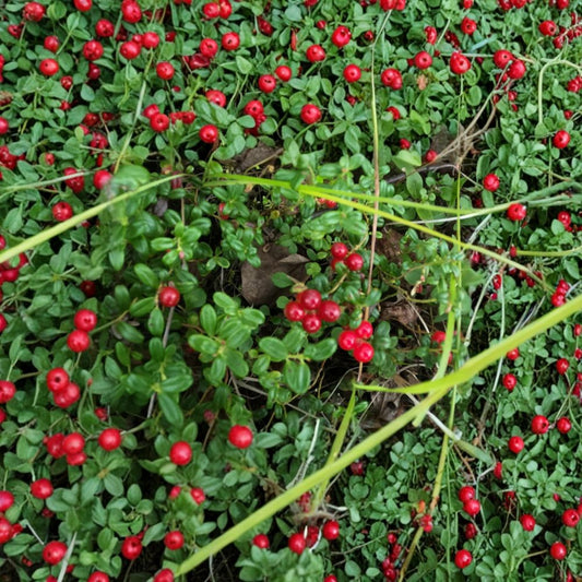Lingonberry Live Rhizomes – Vaccinium vitis-idaea, 5 Bare Root Plants, Cold Hardy Berry Groundcover, Native Edible Fruit Plant