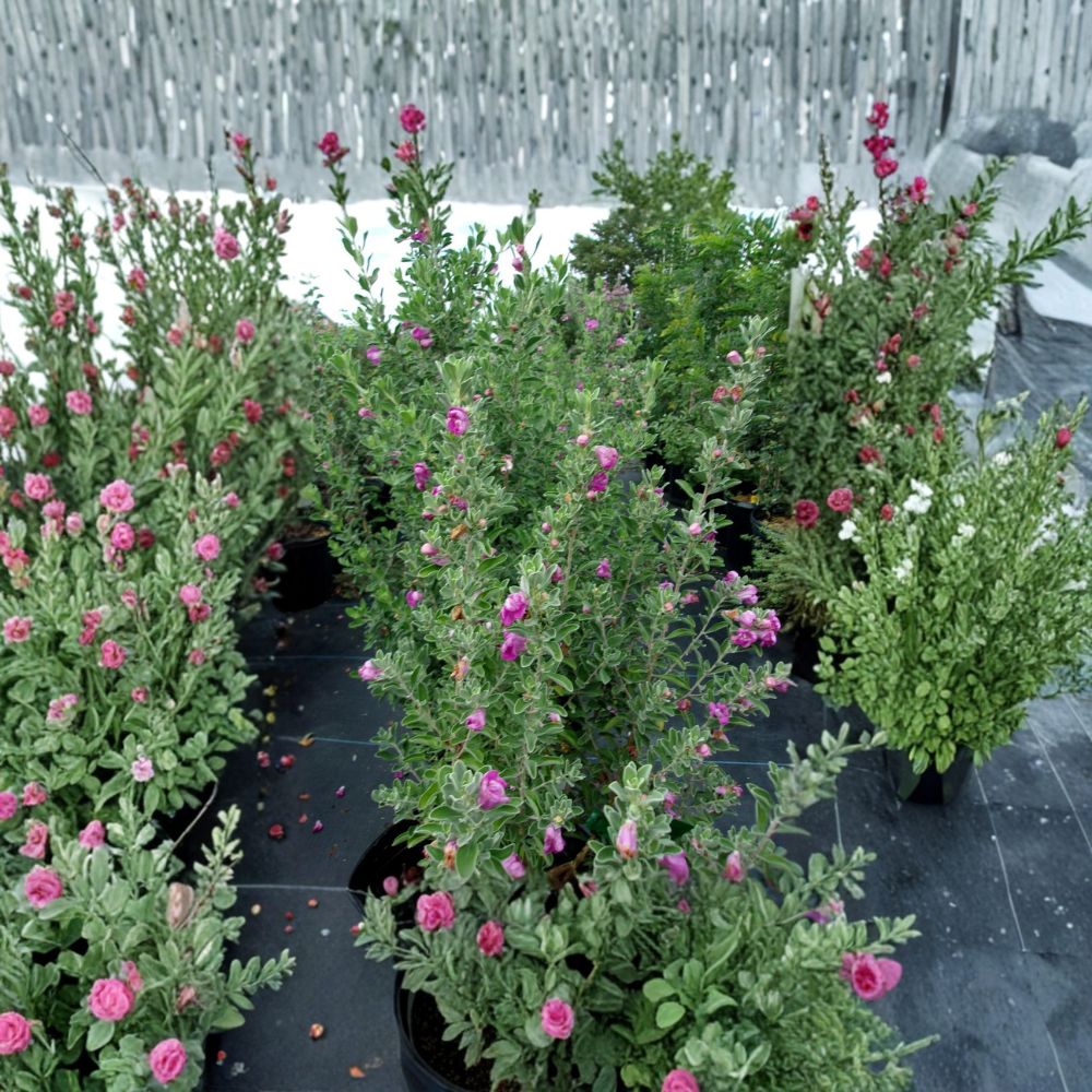 Purple Texas Sage Live Plant – Drought Tolerant Evergreen Shrub with Purple Flowers, Pollinator Friendly, 2–3 Feet Tall
