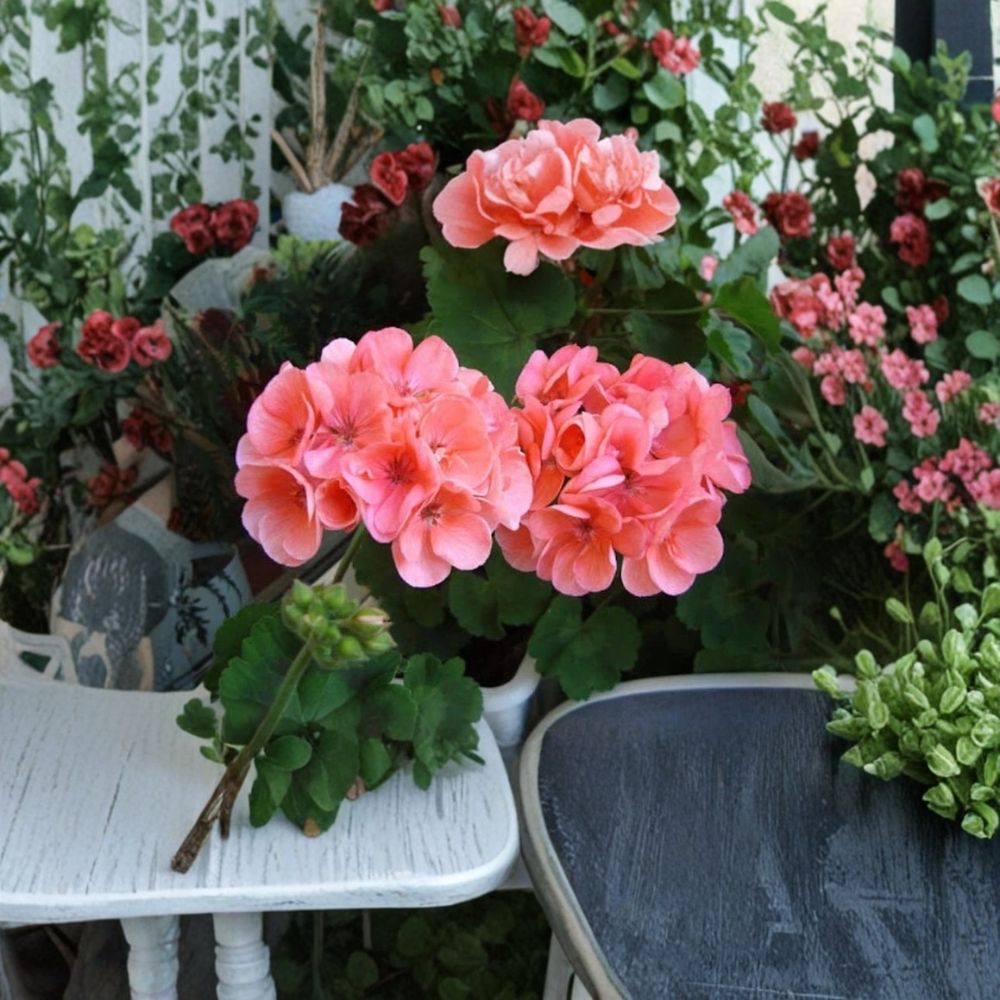 Geranium Salmon Pink Cuttings – Pelargonium Live Stems, Rooting Ready, Sunny Window & Patio, 4 Fresh Upright Plants