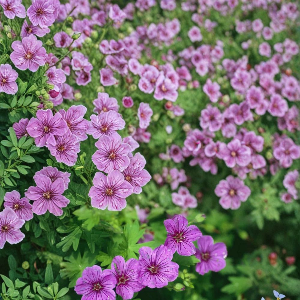 Dilys Geranium Seeds – Pelargonium Flower Seeds for Garden, Patio & Container, Colorful Blooms, Easy to Grow, 25+ Seeds