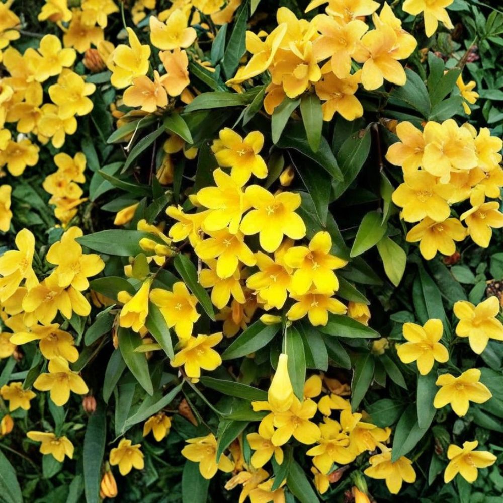 Carolina Jasmine Seeds – Gelsemium sempervirens – Yellow Jessamine Vine – Fragrant Evergreen Climber – 25 Seeds