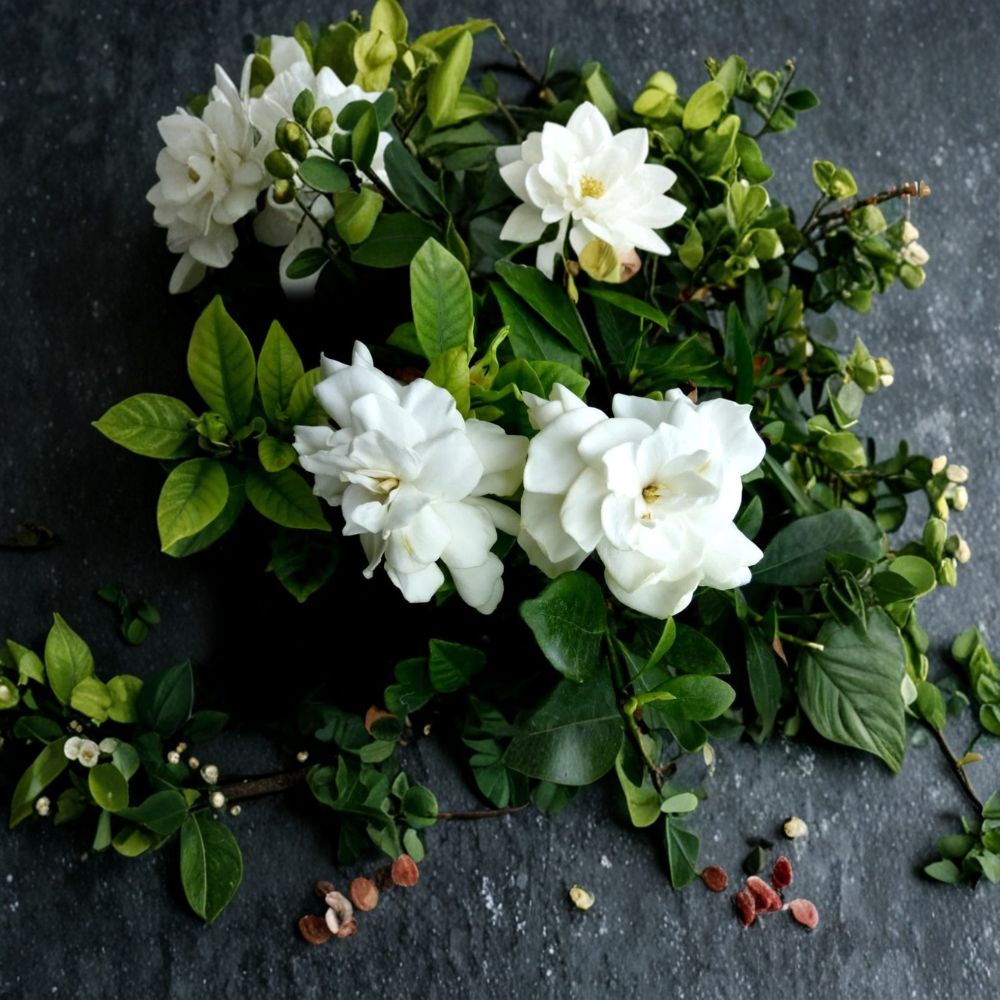 Gardenia Plant Set of 2 – Live Bushes, Fragrant White Flowers, Gardenia jasminoides, Bare Root Cape Jasmine, Heirloom Shrubs