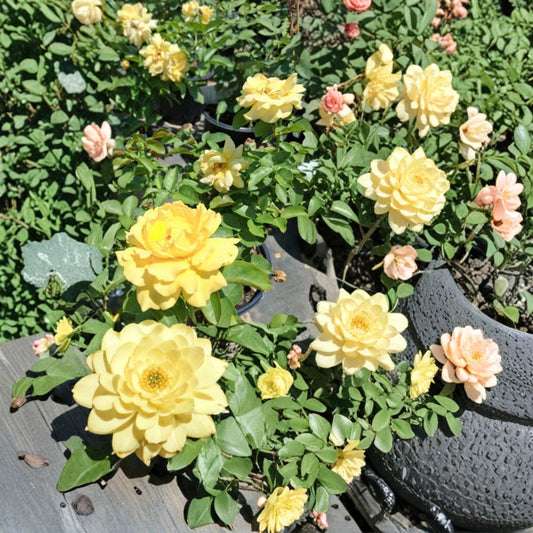 Julia Child Rose – Butter Gold Floribunda Live Plant, 5 Gallon, Fragrant Double Blooms, AARS Award Winner, Easy to Grow Garden Rose
