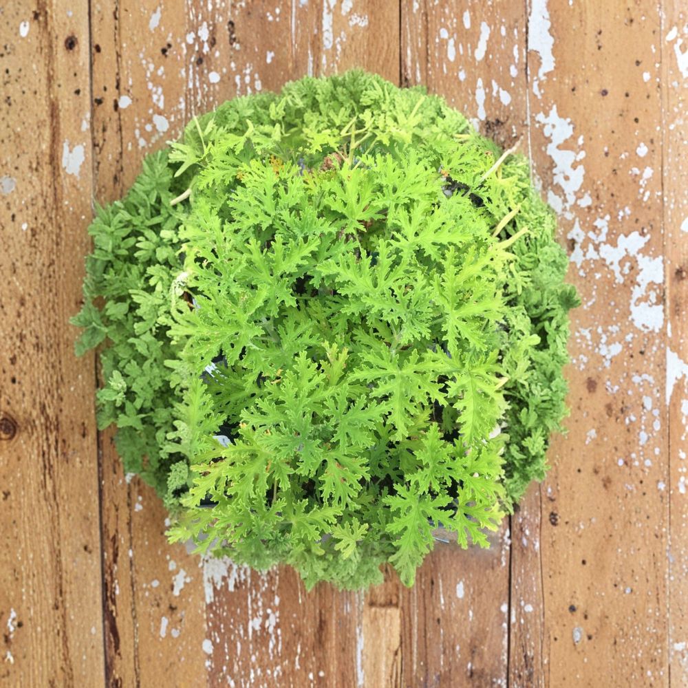 Citrosa Geranium Live Plant – Pelargonium ‘Citrosum’ Mosquito-Repelling Plant in 2.5" Pot, Citrus Scented Indoor or Outdoor Garden Plant