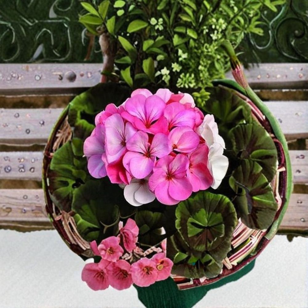 Geranium Pinto Premium White to Rose Seeds – Pelargonium Multicolored Blooms, Easy to Grow, Pot & Patio Friendly, 1,000 Seeds