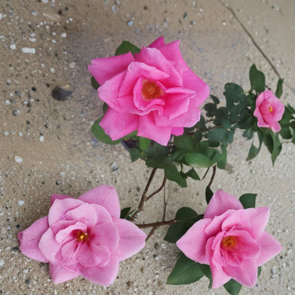 Perfume Delight Hybrid Tea Rose Live Plant | 3 Gallon Pink Fragrant Garden Rose Bush | Rosa Hybrid for Cutting & Garden