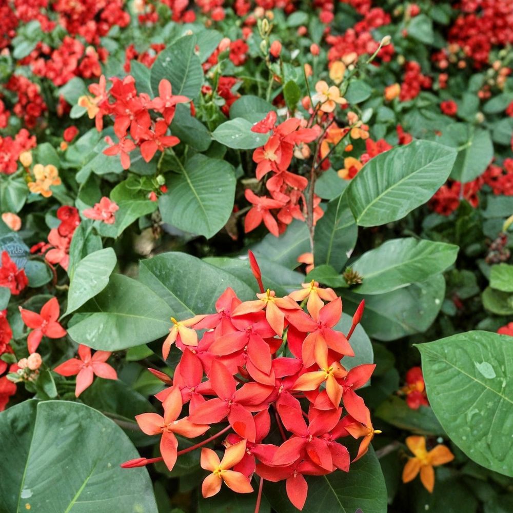 Flame of the Woods Geranium Seeds – Ixora coccinea Tropical Red Jungle Blooms, Garden & Patio Friendly, 25+ Seeds