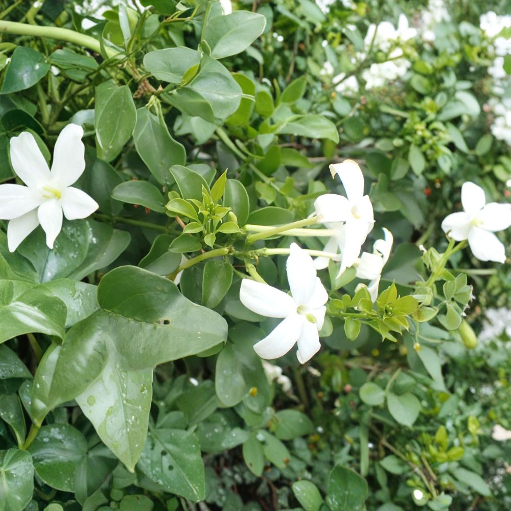 Common Jasmine Live Plants – Set of 3 in 3.5 Inch Pots – Fragrant Climbing Vine – Jasminum officinale – Poet’s Jasmine Garden Plant