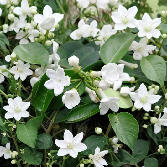 Madagascar Jasmine Seeds – Stephanotis floribunda, Rare Fragrant Climbing Vine, Tropical White Flower, Indoor Outdoor Plant Seeds