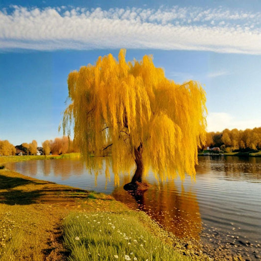 Golden Weeping Willow Live Potted Tree – Salix babylonica, Fast Growing Ornamental with Cascading Branches for Garden & Pond