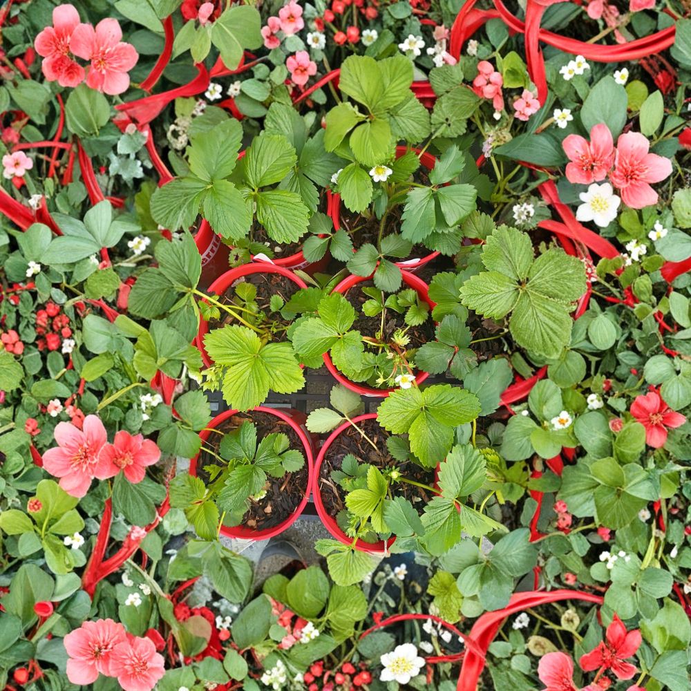 Wild Alaska Strawberry Pups – 5 Live Bare Root Strawberry Plants | Hardy Groundcover, Cold Climate Fruit Plants, Fragaria vesca