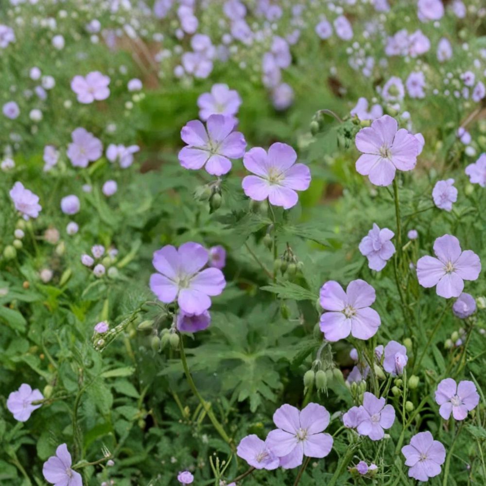 Wild Geranium Bare Roots – 10 Geranium maculatum Perennial Plants for Shade, Woodland Garden, Hardy Cranesbill