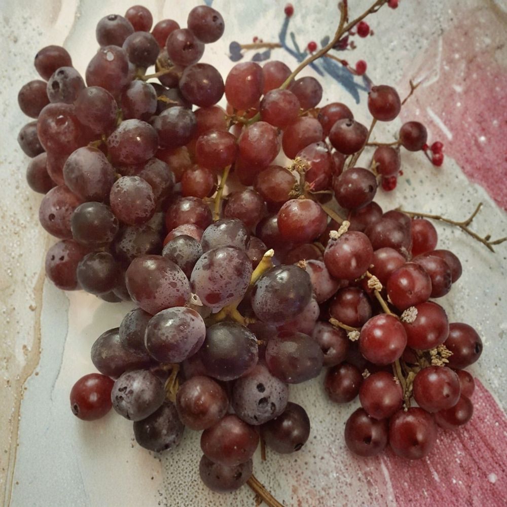 Vanessa Red Seedless Grape Vine – Live Fruit Plant | Self-Fertile, Easy to Grow, Red Seedless Grapes | Vitis vinifera