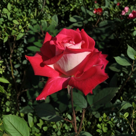 Love Grandiflora Rose Plant – 3 Gallon Ruby Red & White Fragrant Garden Rose Rosa Hybrid