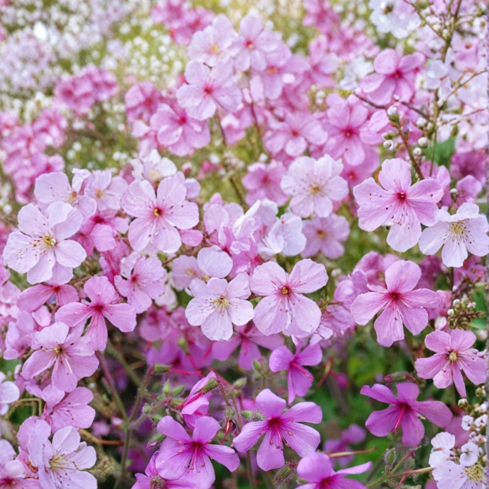 Canary Island Palmatum Geranium Seeds – Pelargonium Flower Seeds for Patio & Container Gardens, 25+ Seeds, Easy to Grow, Exotic Blooms