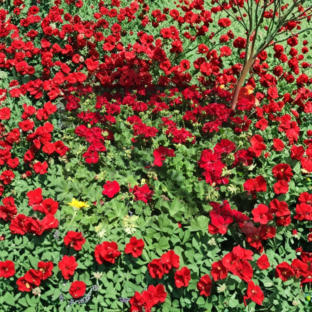Ivy Zonal Geranium Cuttings – Deep Velvet Red Blooms, Trailing Patio Plant, Pelargonium, Rooting Ready, 6 Fresh Cuttings