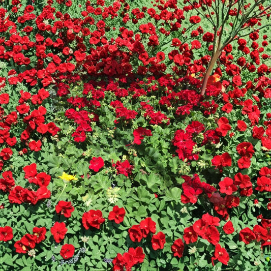 Ivy Zonal Geranium Cuttings – Deep Velvet Red Blooms, Trailing Patio Plant, Pelargonium, Rooting Ready, 6 Fresh Cuttings