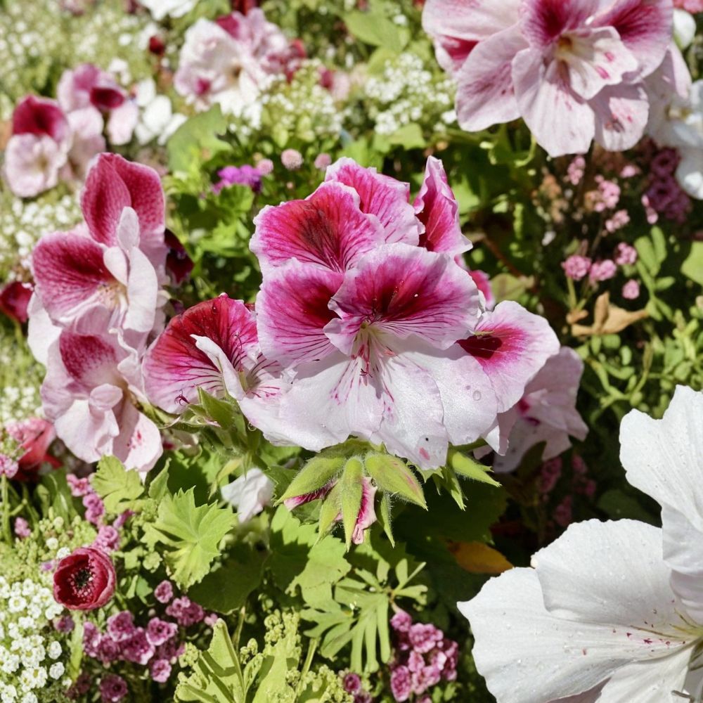 Pink & White Geranium Cuttings – Pelargonium for Rooting, Flowering Patio & House Plants