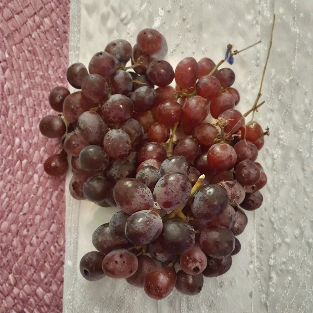 Vanessa Red Seedless Grape Vine – Vitis vinifera Live Plant, 3 Gallon, Self-Fertile, Sweet Red Seedless Fruit, Easy to Grow