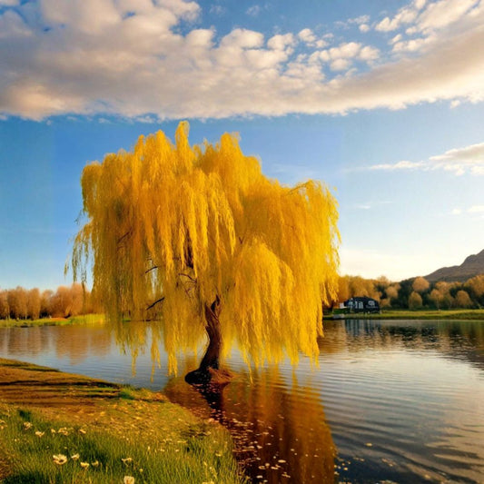 Golden Weeping Willow Tree – Live Potted Salix babylonica, Ornamental Garden & Patio Plant, Cascading Branches, Fast Growing Landscape Tree