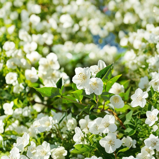 Jasmine Bonsai Seeds – Jasminum spp. White Flowering Fragrant Indoor Plant – 25 Seeds for Easy Cultivation