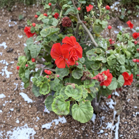 Organic Orange Geranium Cuttings – 6 Fresh Pelargonium Rooting Plants for Vibrant Flowers and Fragrant Leaves