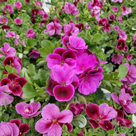 Martha Washington Geranium Cuttings – 6 Fresh Pelargonium Rooting Plants – Regal Geranium Mix for Garden, Patio, or Indoor Growing