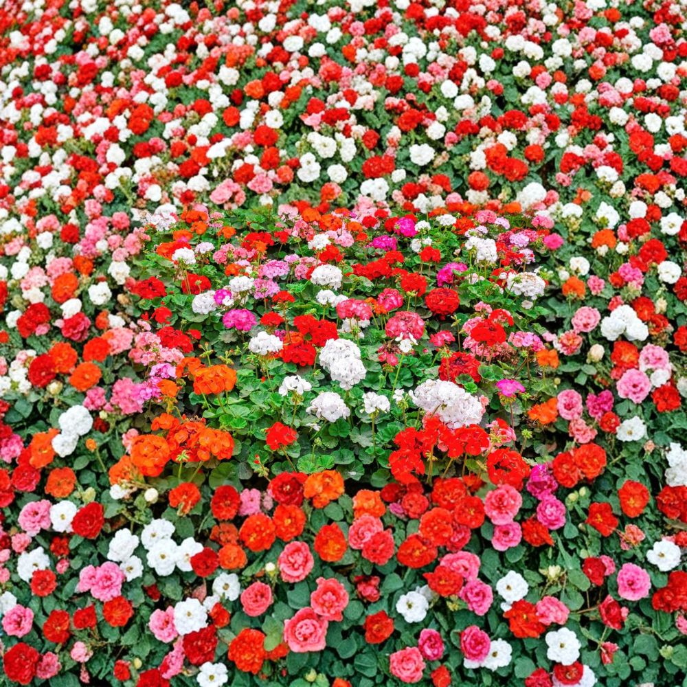 Mixed Colors Geranium Seeds – Pelargonium Zonale F2 Mix, Pink, Purple, Red, Salmon Blooms, Patio & Garden, Easy to Grow, 10 Seeds