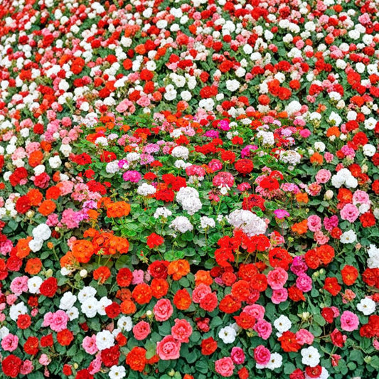 Mixed Colors Geranium Seeds – Pelargonium Zonale F2 Mix, Pink, Purple, Red, Salmon Blooms, Patio & Garden, Easy to Grow, 10 Seeds