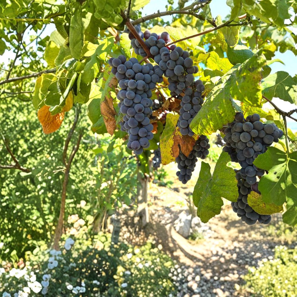 Steuben Grape Cuttings – 5 Pack | Japanese Slip-Skin Table Grape | Blue Purple Fruit | Cold Hardy Vine | Vitis vinifera