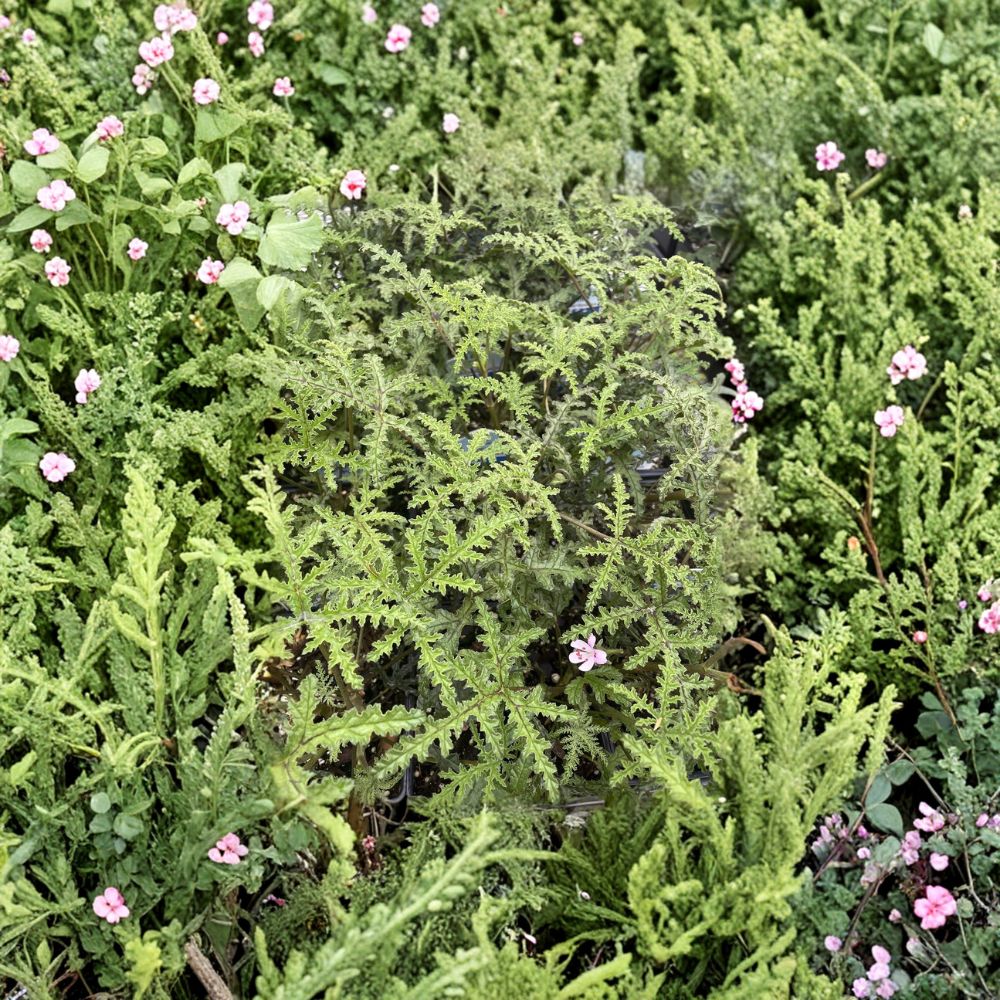 Pine Scented Geranium Live Plant – Pelargonium denticulatum Quart Pot Fragrant Scented Leaf Plant