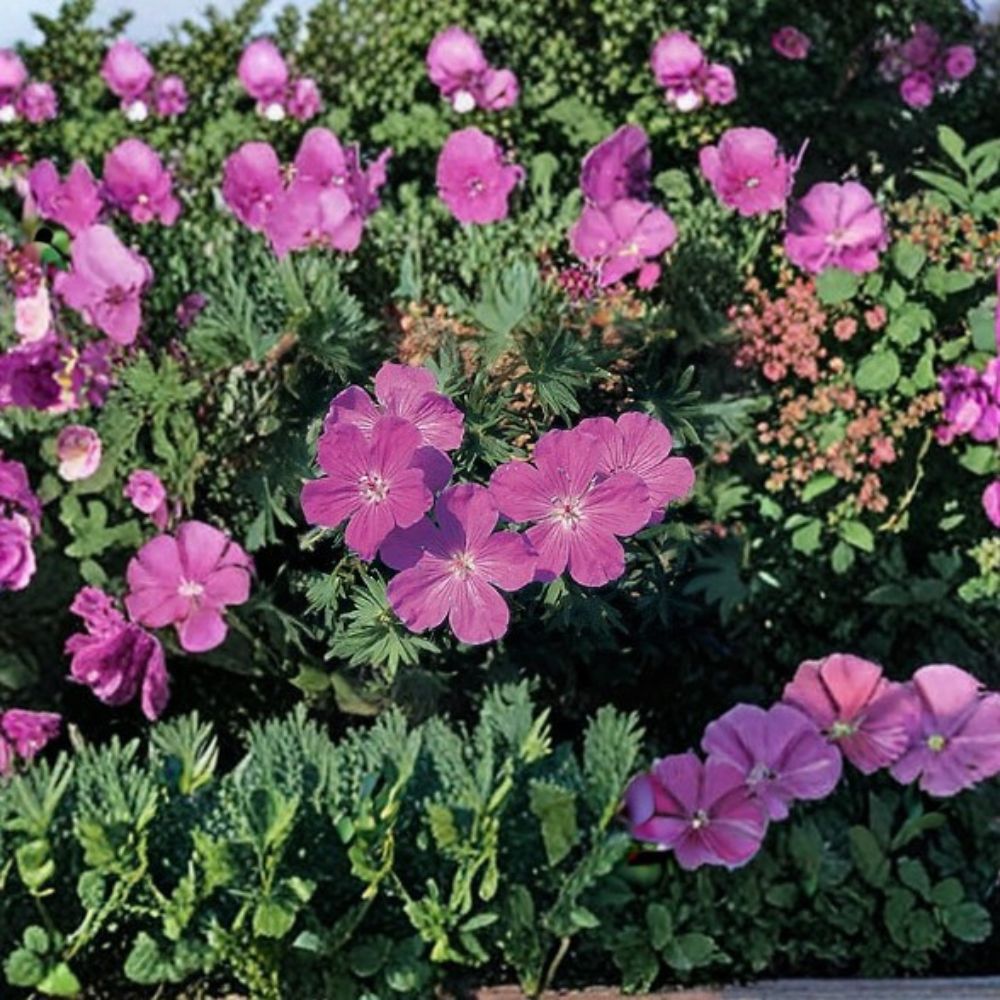 Geranium sanguineum Vision Violet Seeds – 100 Hardy Cranesbill Perennial Seeds for Borders, Rock Gardens, Containers
