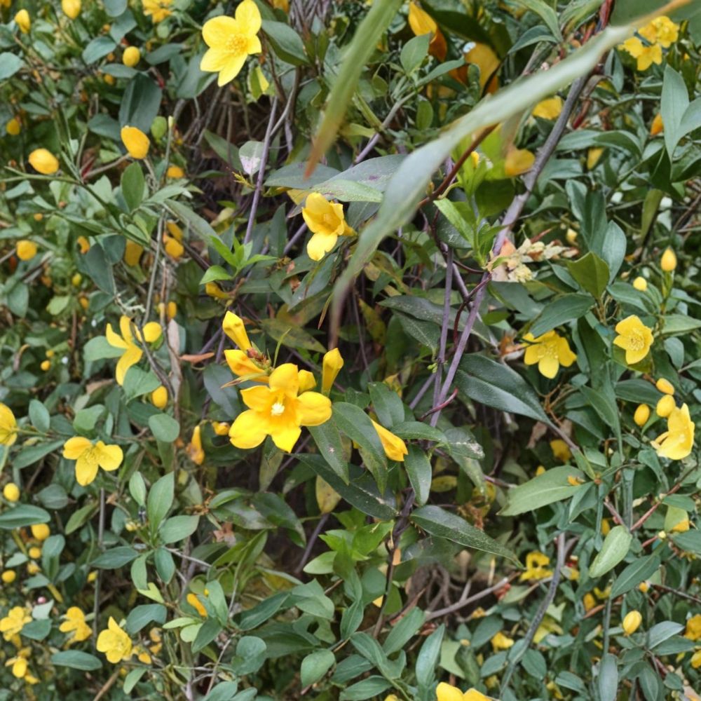 Carolina Yellow Jasmine Seeds – Gelsemium sempervirens, Fragrant Evergreen Climbing Vine, USA Grown, 25+ Seeds